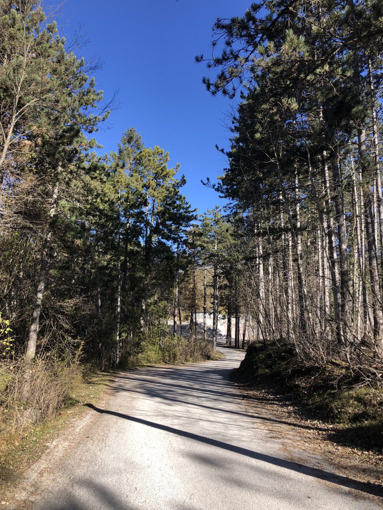 La strada sale tra il bosco
