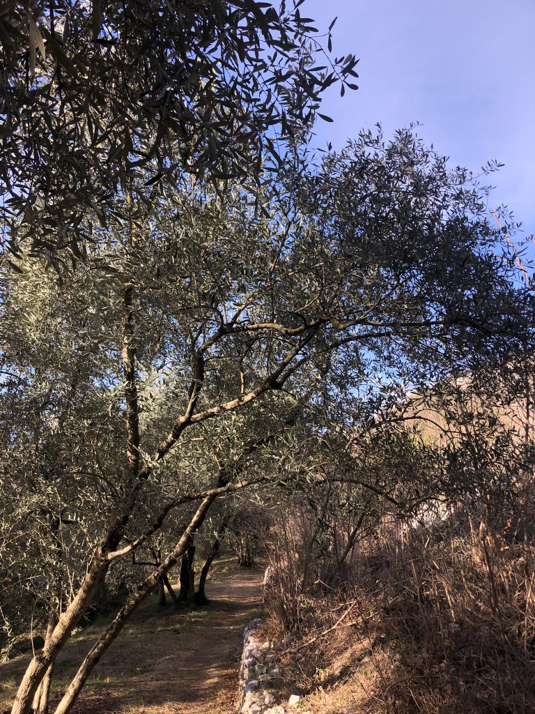 Camminare nell'olivaia